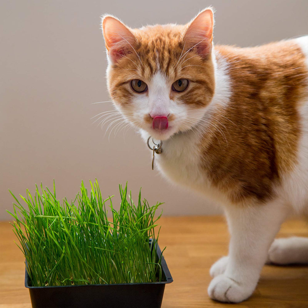 Handy Pantry Cat Grass Kit harvest-ready cat grass for snacking.