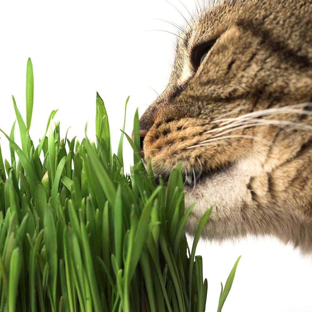 Handy Pantry Cat Grass Kit indoor grow space on a sunny windowsill.