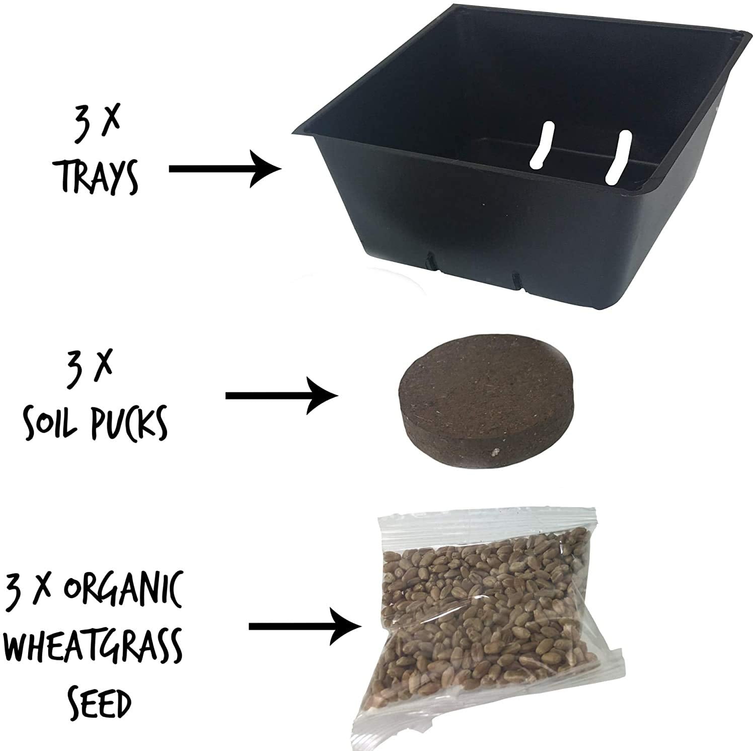Handy Pantry Cat Grass Kit wheatgrass growth showing quick, vibrant greens from indoors.