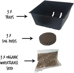Handy Pantry Cat Grass Kit wheatgrass growth showing quick, vibrant greens from indoors.