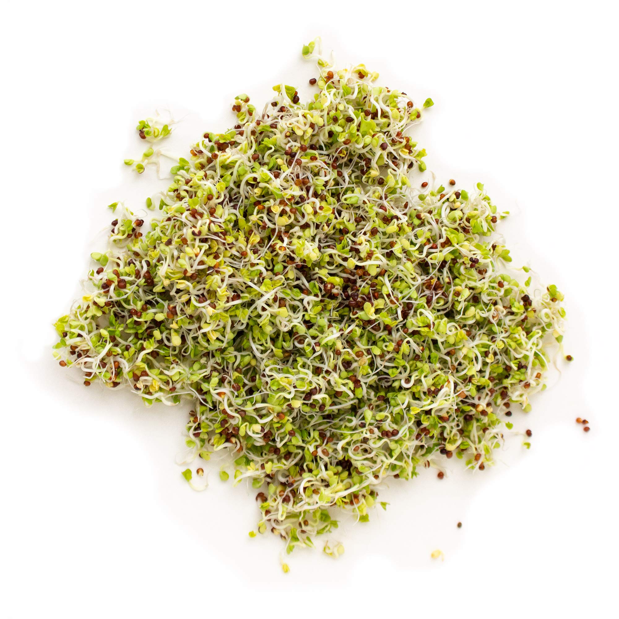 Handy Pantry Organic Birdseed sprouts-closeup highlights millet and flax ingredients for sprouts.