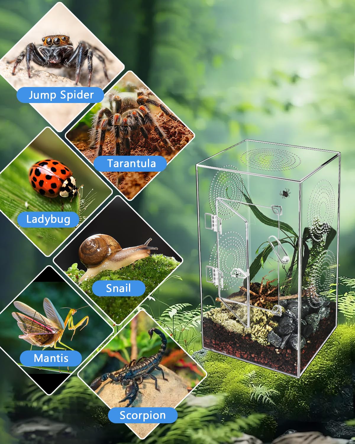 Harhana Jumping Spider Enclosure in-use setup with roomy interior for roaming