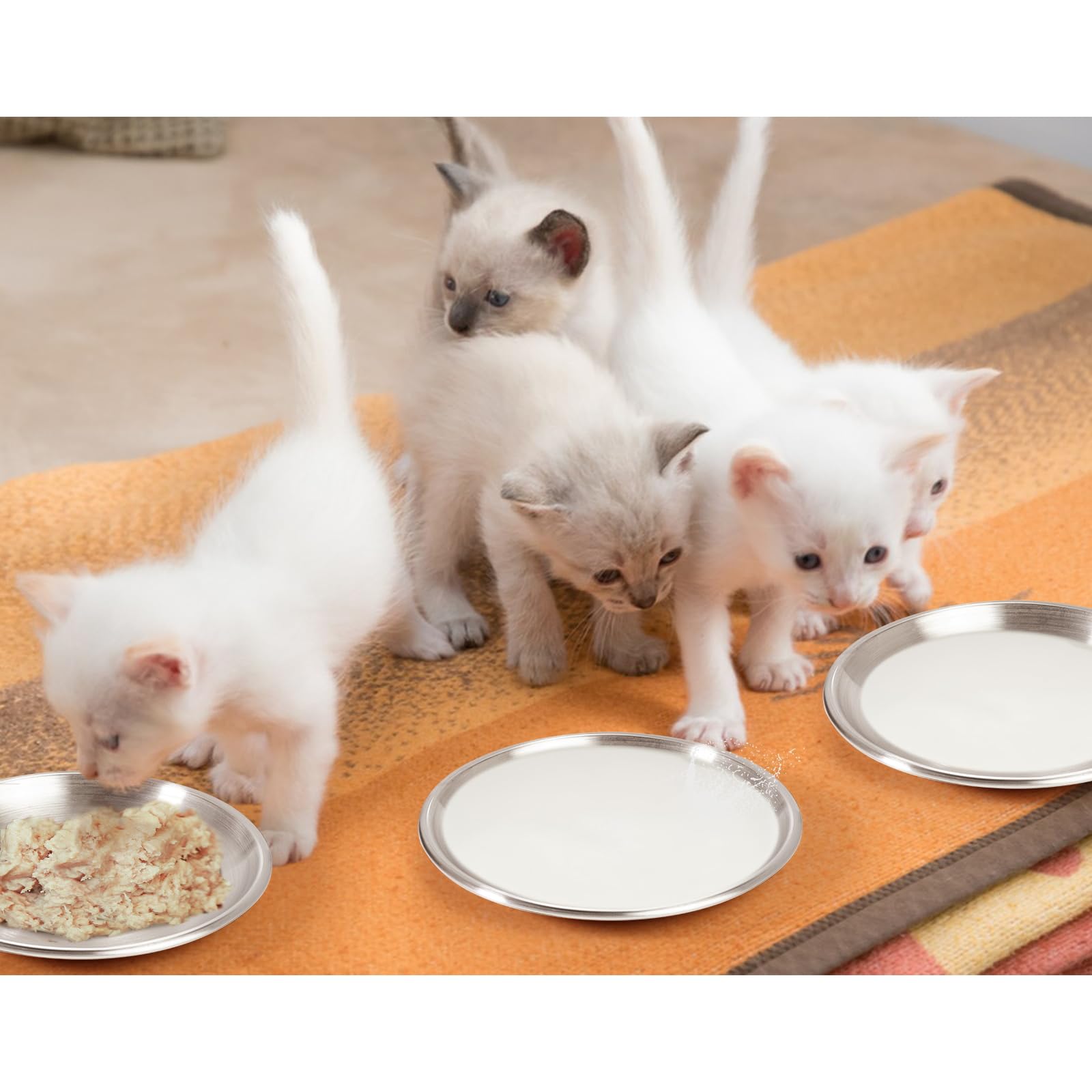 Harhana shallow bowls help kittens eat and drink with ease