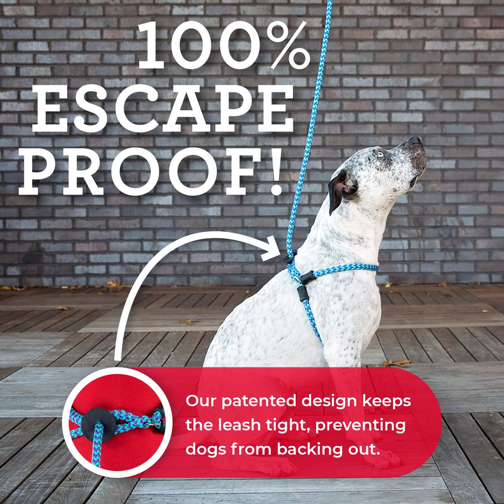 Harness Lead blue-multi leash-set in use during daily walks and training.