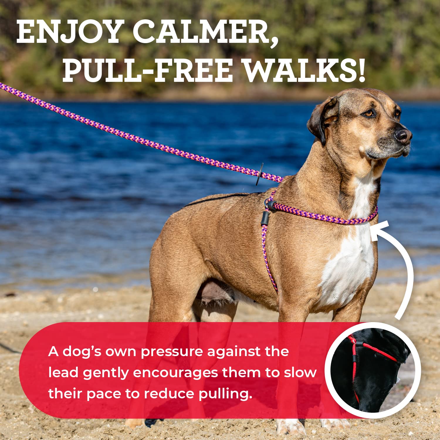 Harness Lead no-pull walking setup demonstrates calmer pace and control.