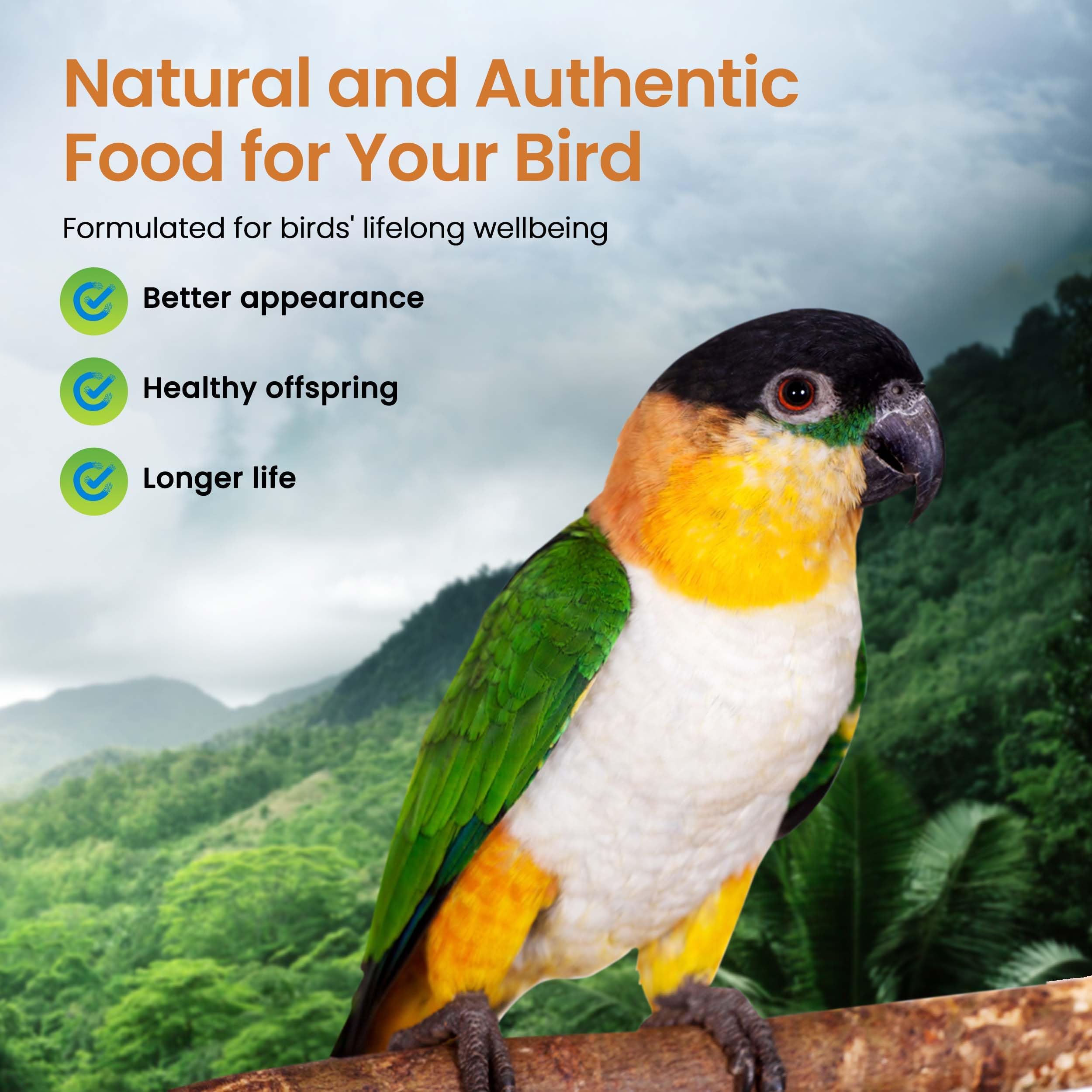 Harrison's High Potency Fine closeup of grain blend highlights organic, non-GMO ingredients feeding growing birds.