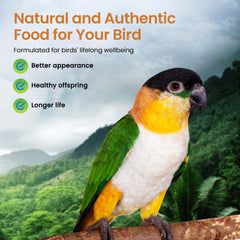 Harrison's High Potency Fine closeup of grain blend highlights organic, non-GMO ingredients feeding growing birds.