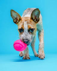 Hartz DuraPlay bacon toy soft-flexible texture is gentle for all ages.