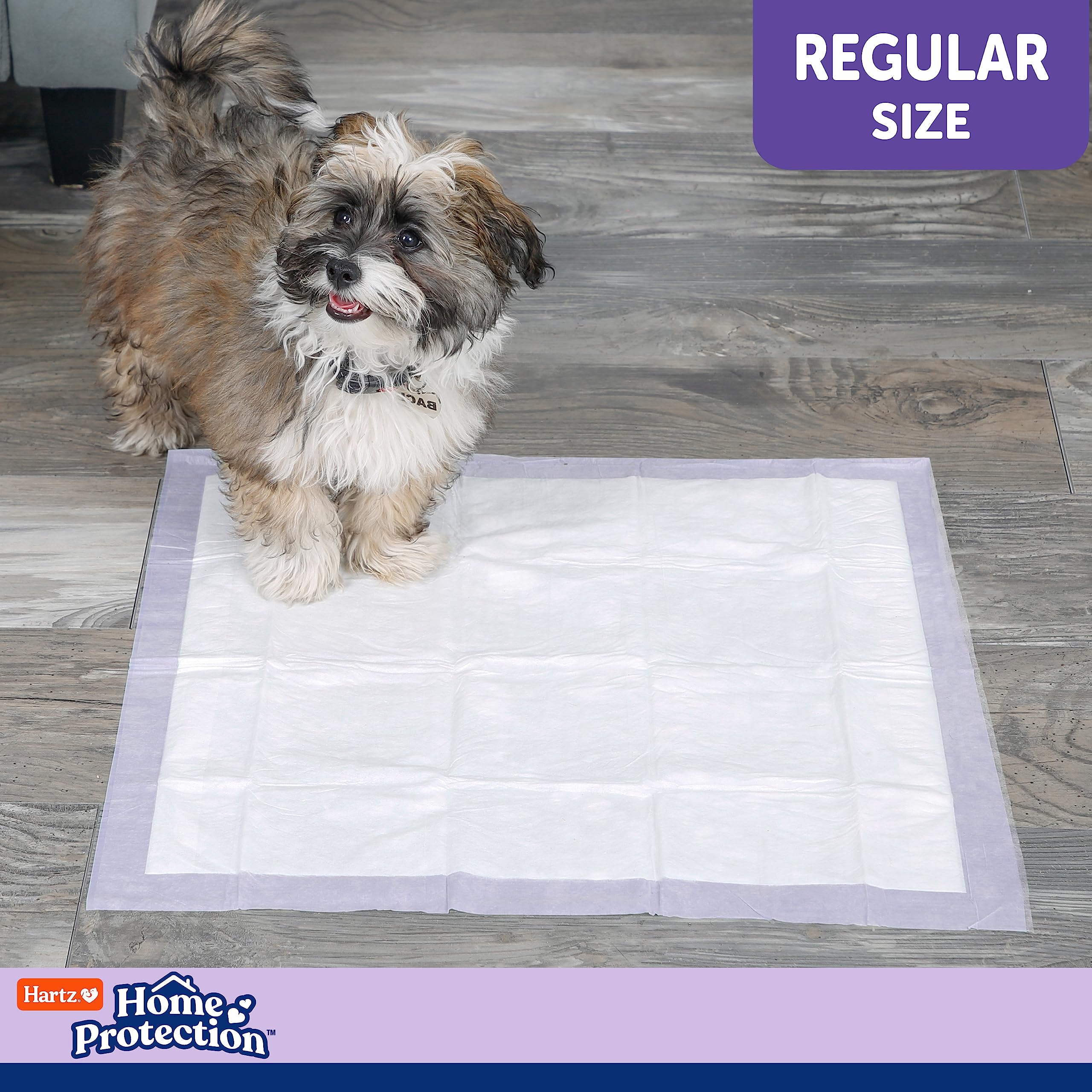 Hartz pad in training setup supports potty-training routines for puppies