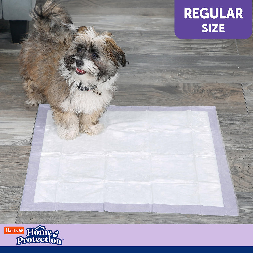 Hartz pad in training setup supports potty-training routines for puppies