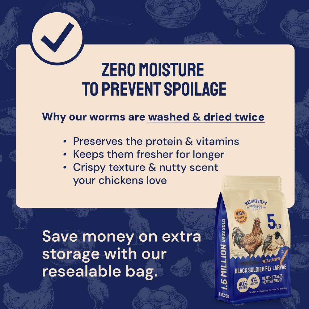 Hatortempt birds at coop snack on larvae for protein boost.