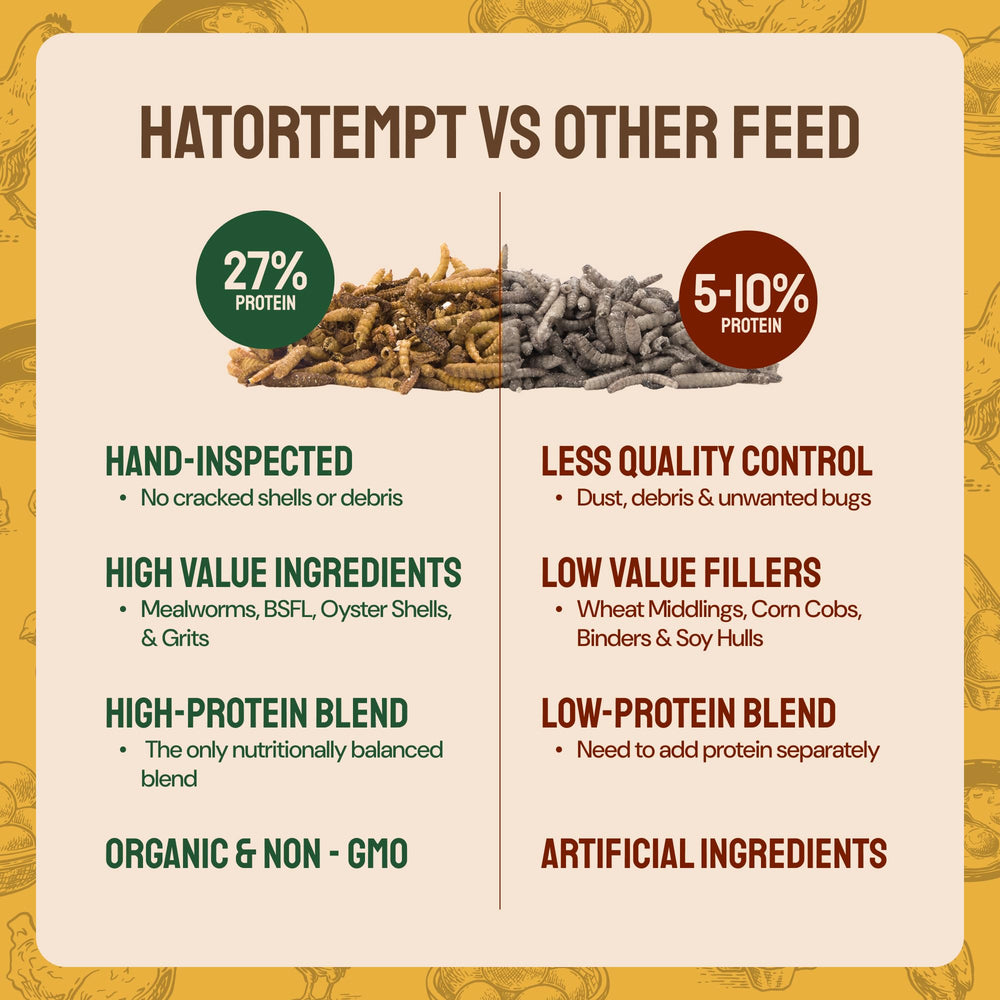 Hatortempt black soldier fly larvae offer protein-rich treat for busy days and vibrant hens.