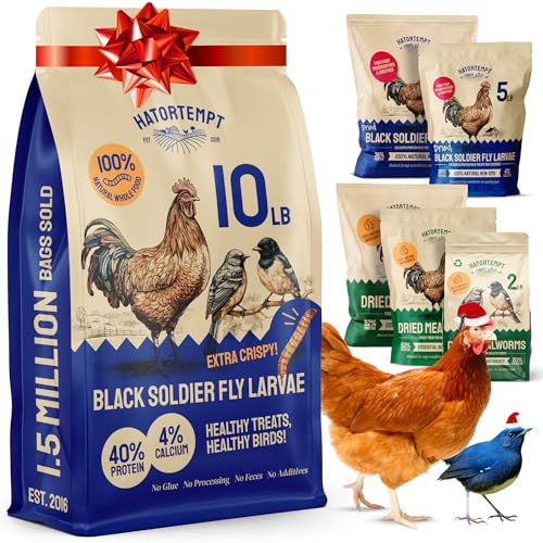 Hatortempt bsf larvae bag open; protein-packed poultry treat for laying hens.