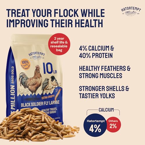 Hatortempt bsf larvae dried grubs closeup; calcium-rich snack boosts eggshell quality.