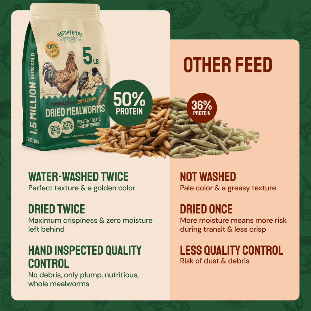 Hatortempt Dried Mealworms as a duck treat during cold months