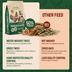 Hatortempt Dried Mealworms as a duck treat during cold months