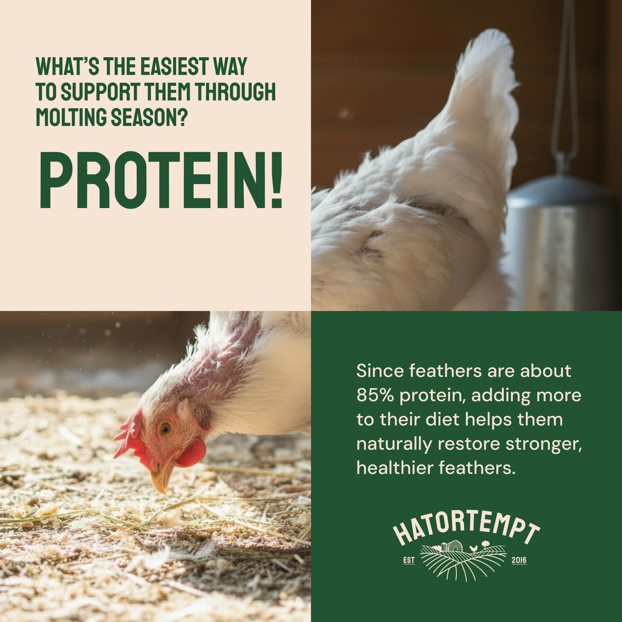 Hatortempt Dried Mealworms packaging emphasizes non-GMO organic attributes