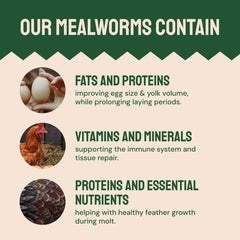 Hatortempt Dried Mealworms attract blue jays and robins at outdoor feeders