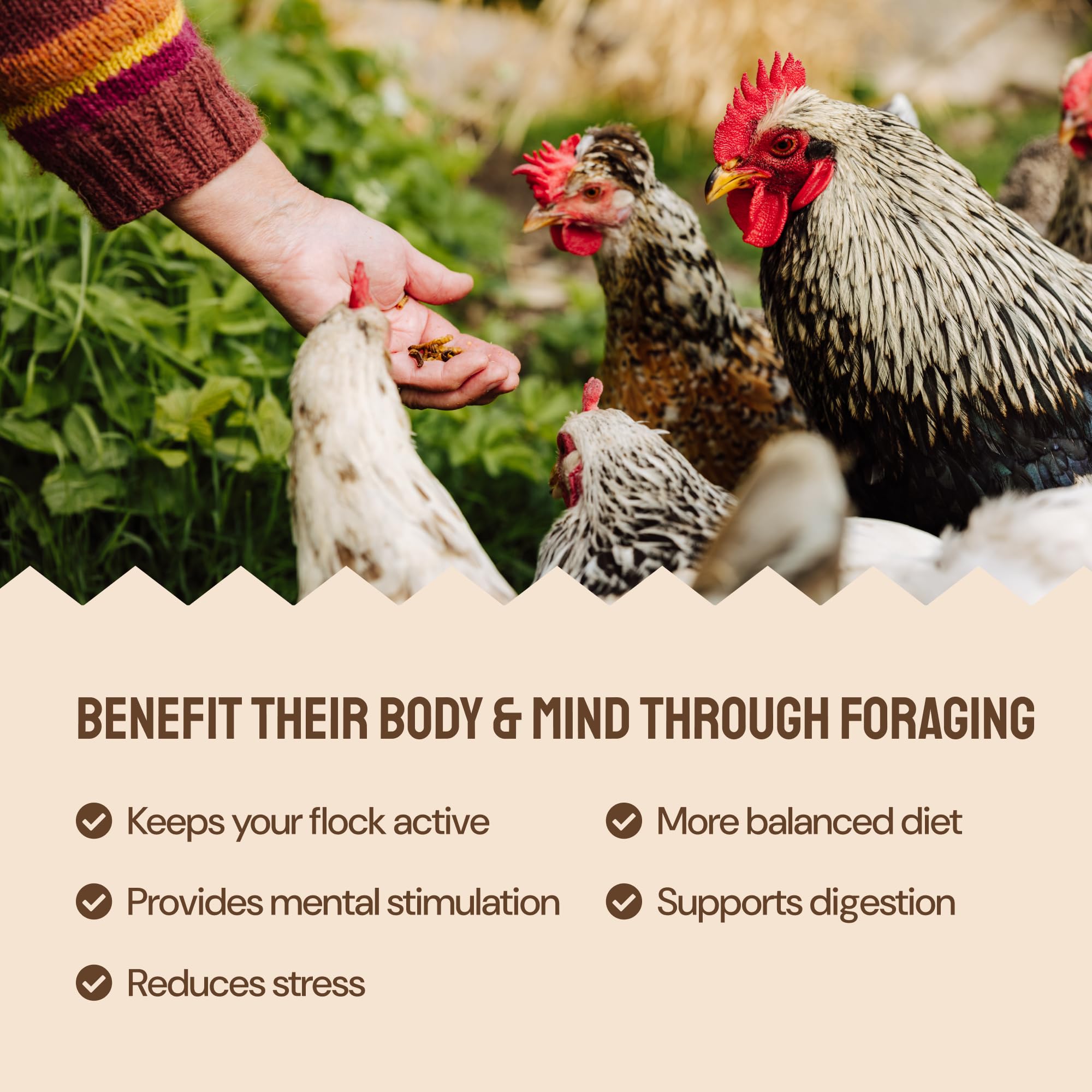Hatortempt egg-layer feed in coop scene supports healthy production.