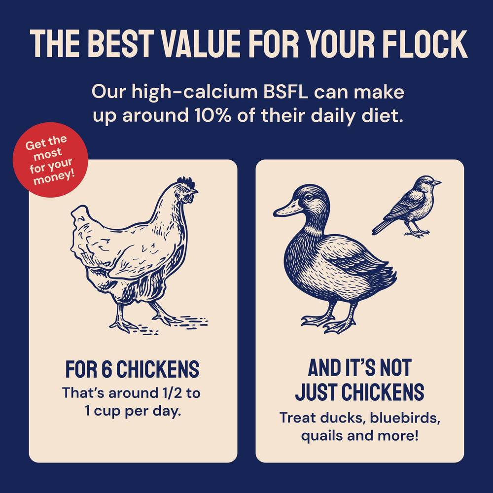 Hatortempt organic larvae image hints calcium-rich feed for laying hens.