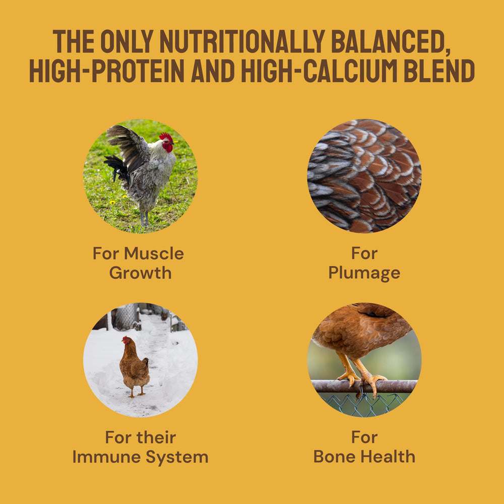 Hatortempt oyster shell grit supports shell strength and digestion in free-range flocks.