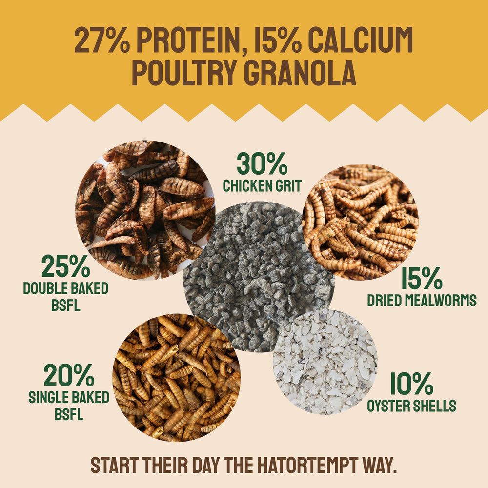 Hatortempt protein-packed mealworms support healthier growth and steady egg production.