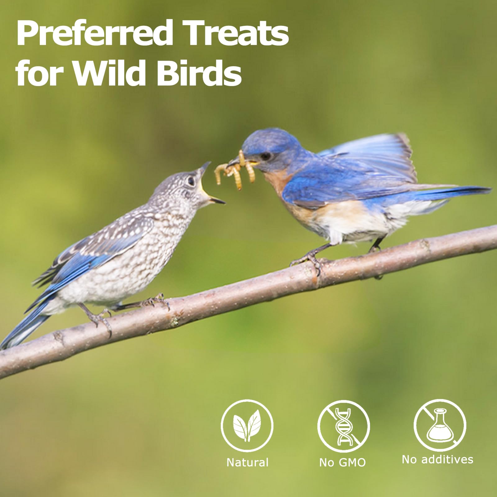 Wild birds attracted to HATORTOP BSF larvae snack in garden.
