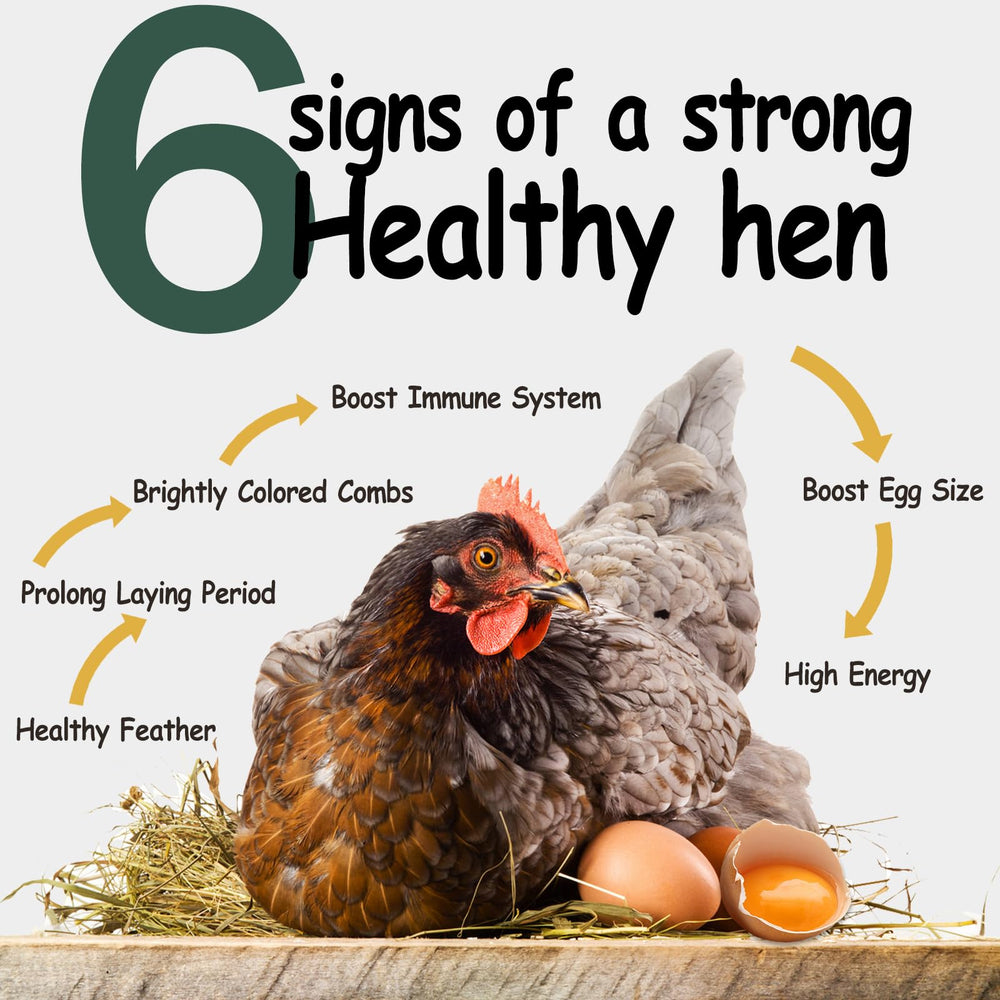 Serving HATORTOP BSF larvae as a chicken treat to boost protein.