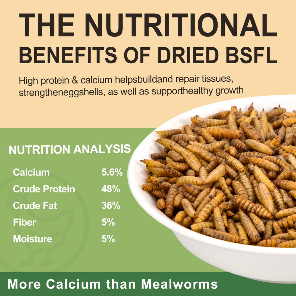 Close-up of crunchy BSF larvae texture for chicken treats.