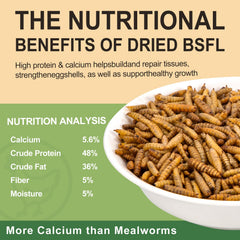 Close-up of crunchy BSF larvae texture for chicken treats.