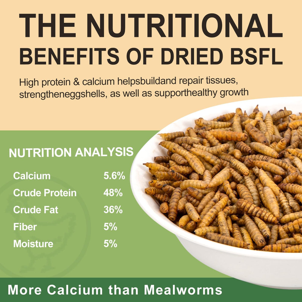 Hatortop BSFL dried larvae crispy texture loved by chickens.