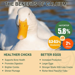 Hatortop BSFL dried larvae high-protein treat boosts energy.
