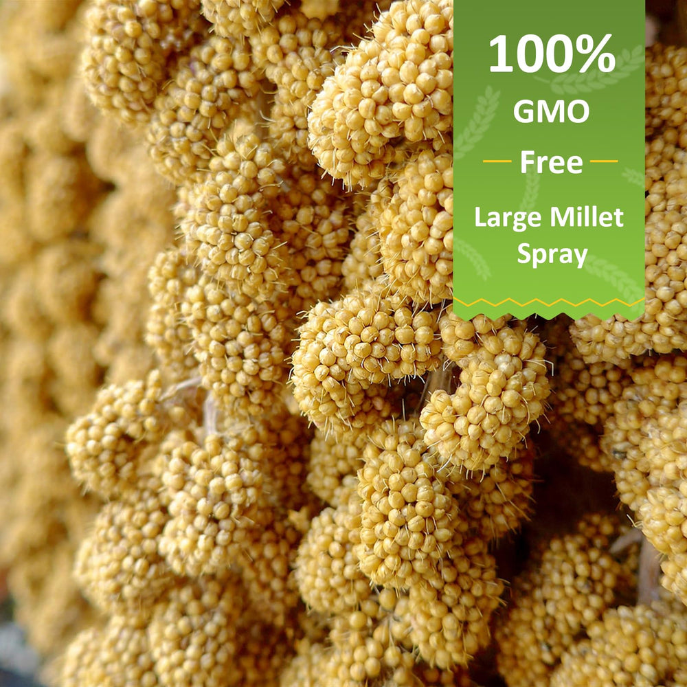 HATORTOP millet spray foraging birds, encouraging natural foraging and enrichment.