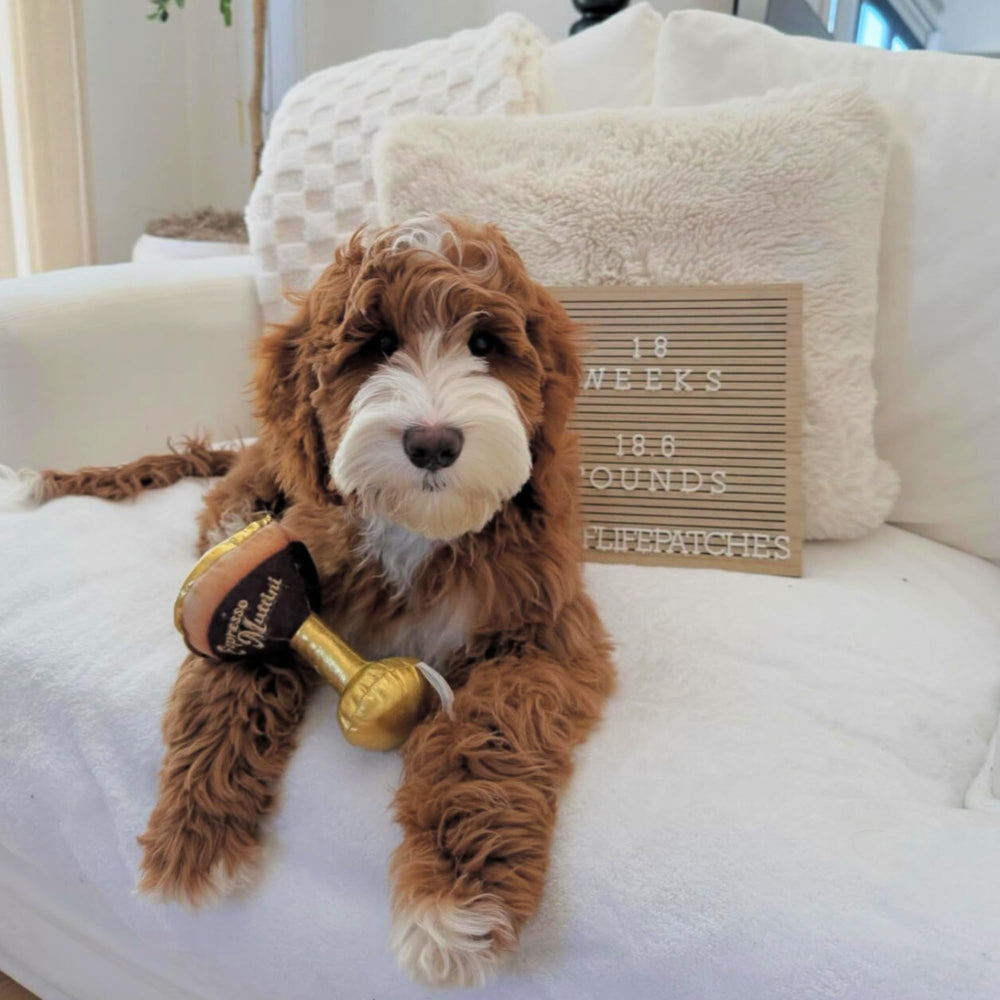 Machine-washable Haute Diggity Dog Espresso Muttini for easy cleanup.
