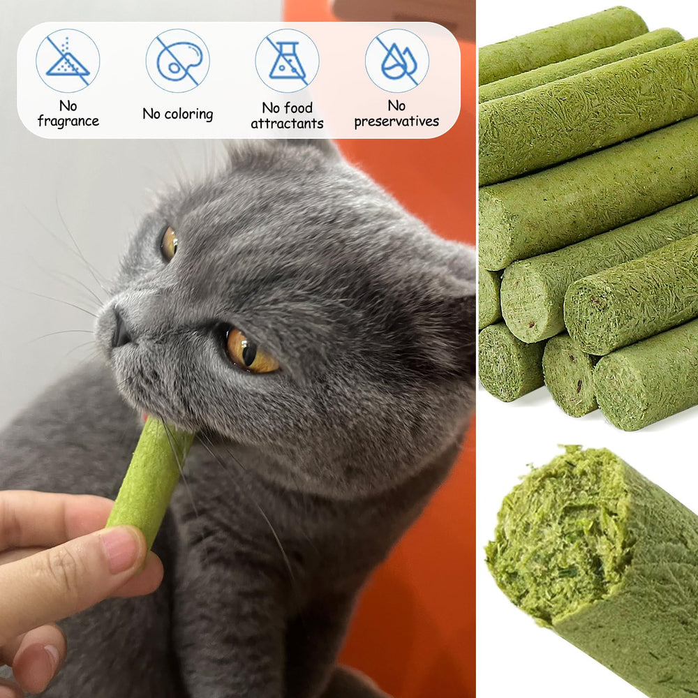 HavenJanny cat grass stick kitty snack ready for calm playtime.