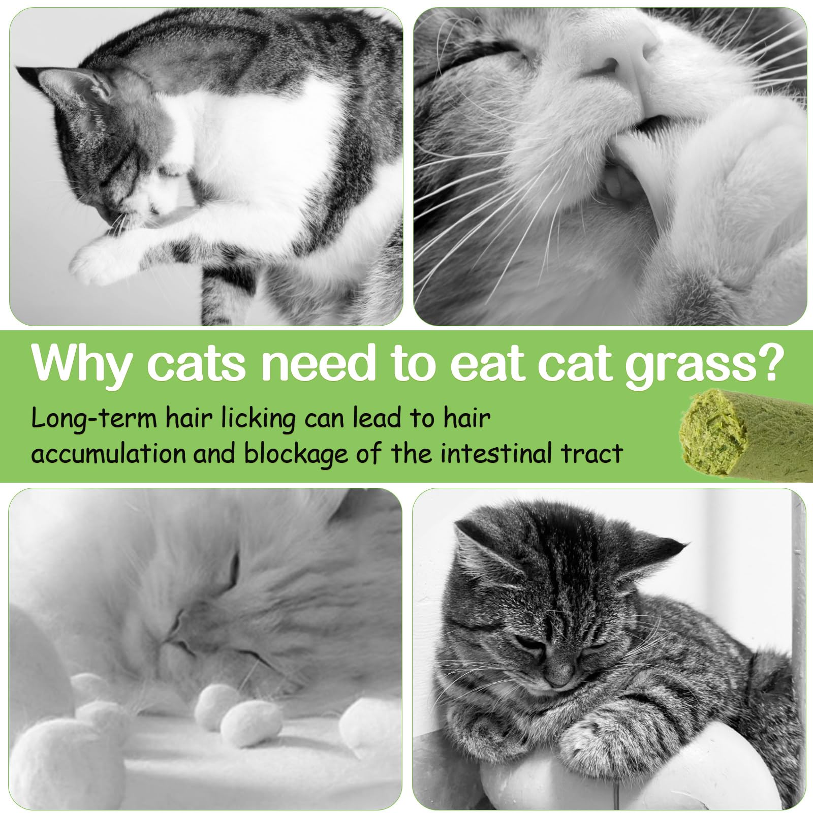 HavenJanny cat grass stick snack served in paw-ready position promoting training rewards.