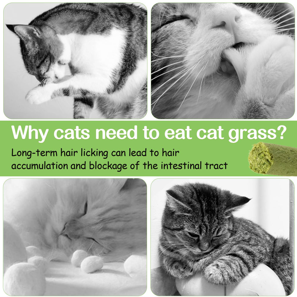HavenJanny cat grass stick snack served in paw-ready position promoting training rewards.