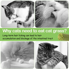 HavenJanny cat grass stick snack served in paw-ready position promoting training rewards.