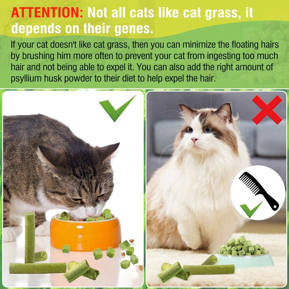 HavenJanny cat grass stick training reward encouraging positive association.
