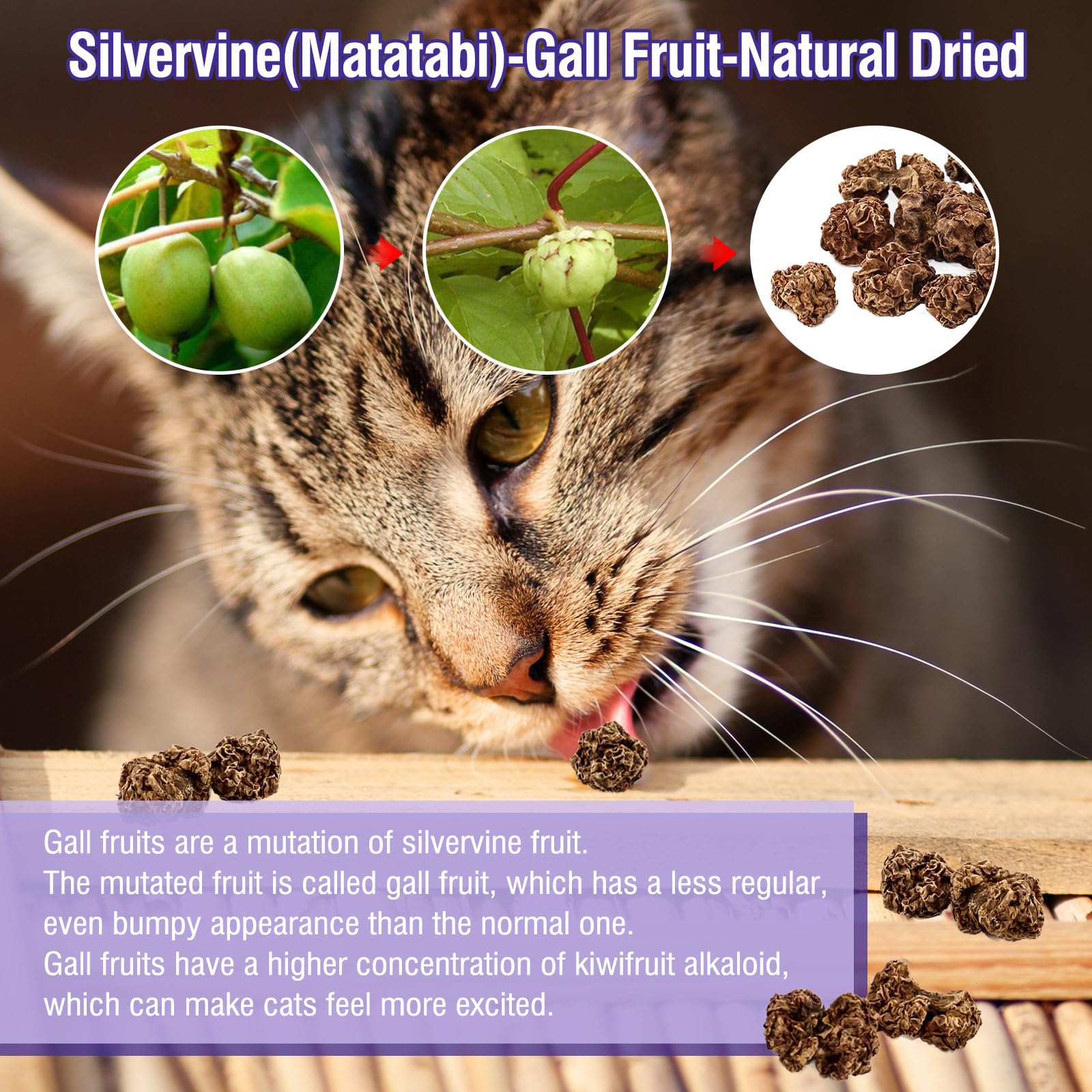 HavenJanny Silvervine Gall Fruit close-up highlights small, chewable gall fruits