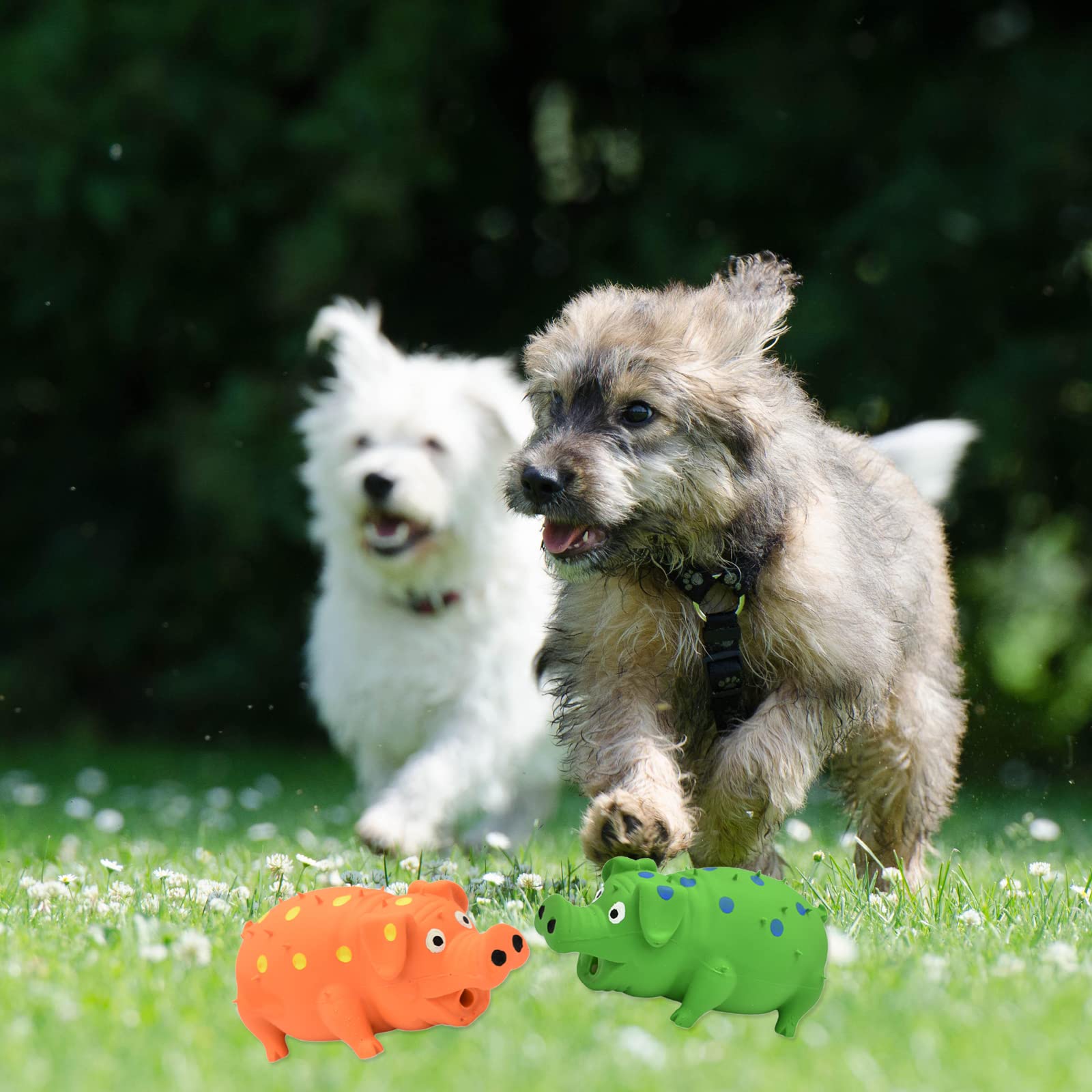 HCHYEY pig squeaky toy dog-play in action