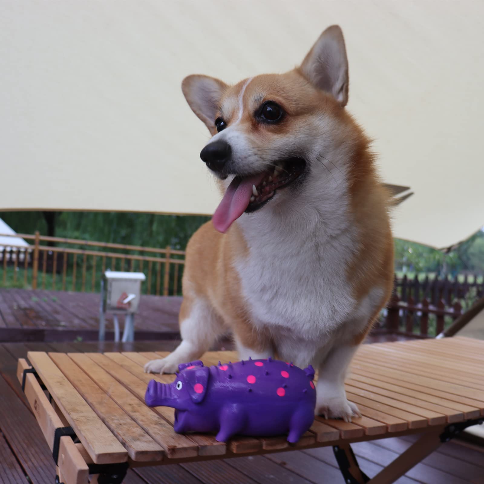HCHYEY Pig Squeaky Toy pack-two provides versatile play options