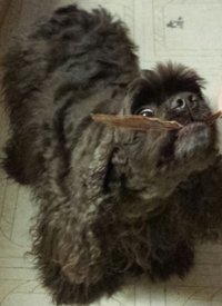 HDP Duck Jerky Strips closeup shows tender texture and natural ingredients.
