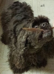 HDP Duck Jerky Strips closeup shows tender texture and natural ingredients.