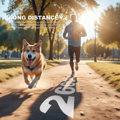 Heaflex 3-dog training channel enables simultaneous guidance during walks.