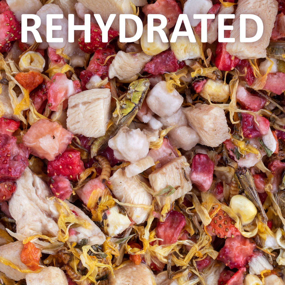 Ingredients image shows freeze-dried meat, fruit, and vegetables in Healthy Herp formula.