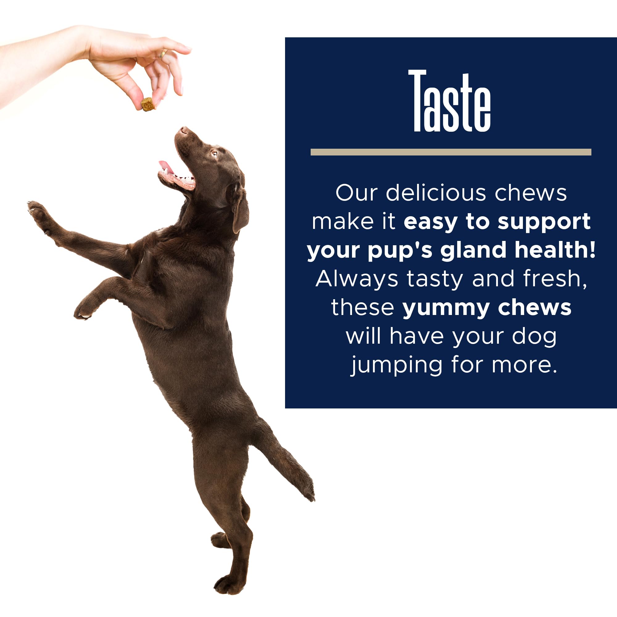 Healthy Pup beet pulp fiber dogs close-up highlighting soluble and insoluble fiber benefits