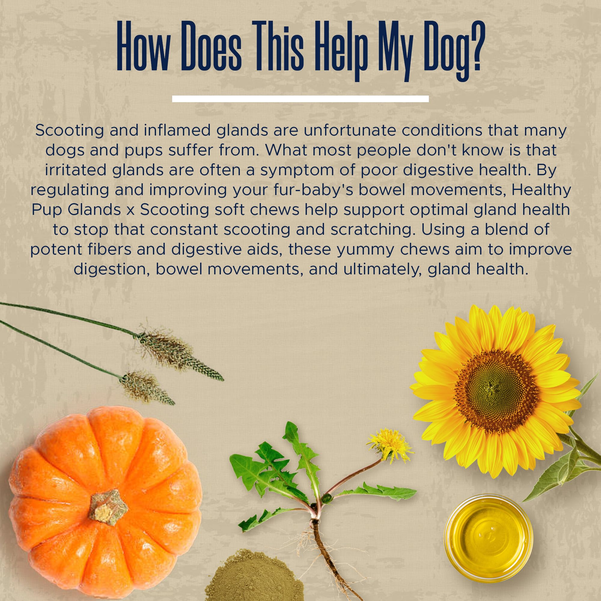 Healthy Pup dandelion root image indicating pancreatic and liver support