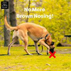 Healthy Solutions For Pets dog chews for multi-dog households—potential deterrence of stool eating