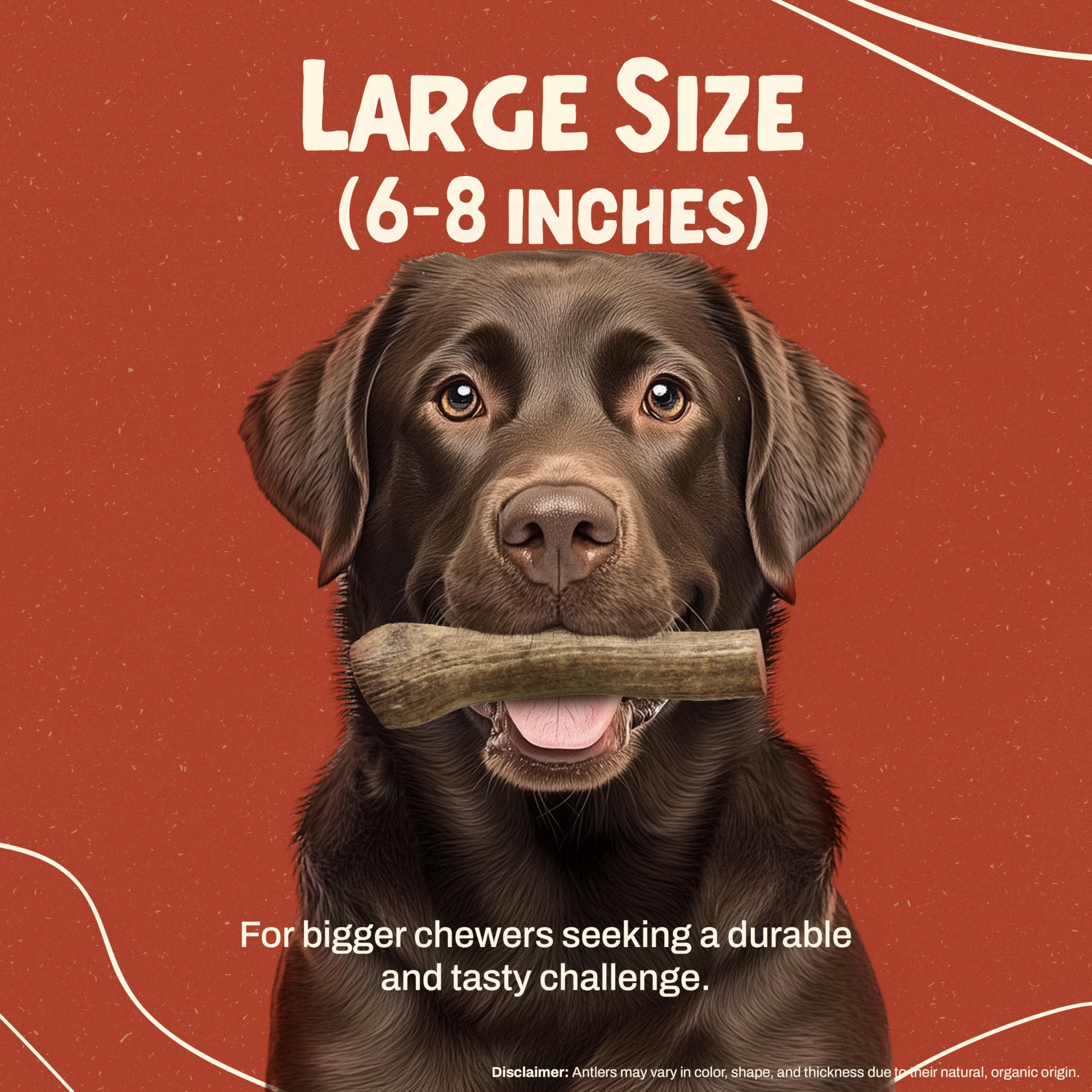 Heartland Antlers elk-antler marrow center view highlights splinter-free durable chew